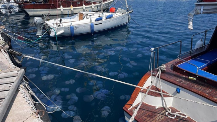 Aşırı denizanası artışı balıkçılığı tehdit ediyor