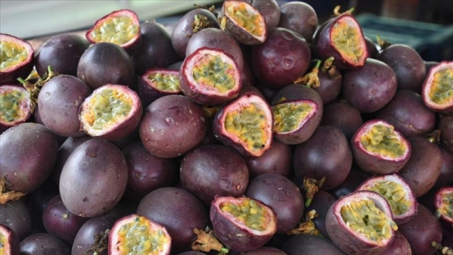 Tropikal meyve Alanyalı üreticinin kazanç kapısı oldu