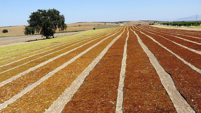Manisa Ovası'nda üzüm kurutma zamanı