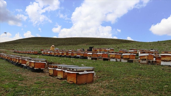 Arıcılar üretim için kolları sıvadı