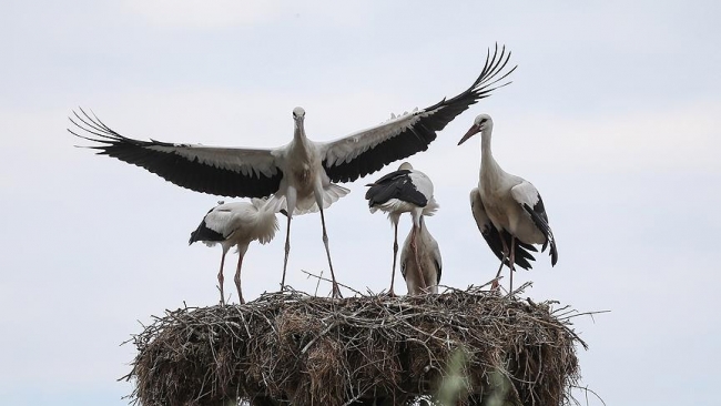 Leylek Festivali renkli görüntülere sahne oldu