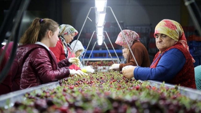 Kirazda ihracat sezonu başladı