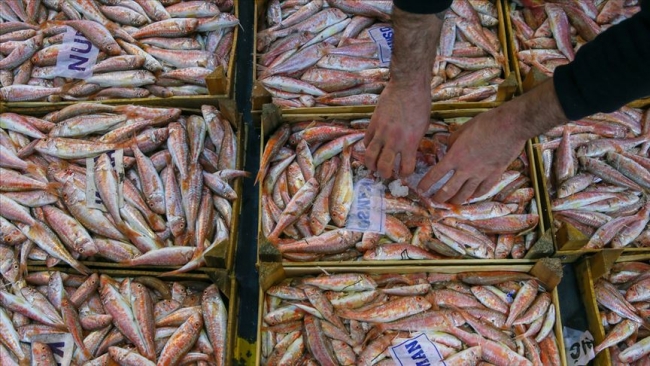 Denizlerde av yasağı yarın başlayacak