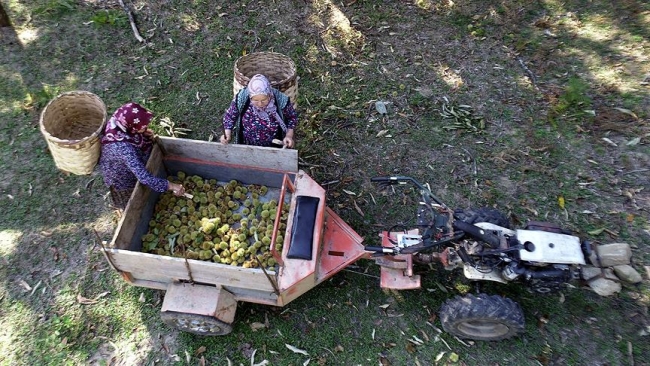 Sinop'ta kestane üreticisinin hasat mesaisi başladı
