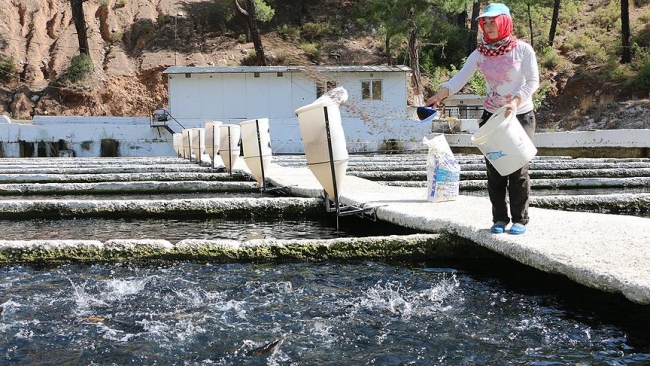Alabalığın çiftlikten sofraya uzanan yolculuğu