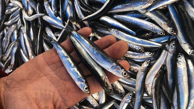 Türkiye'den 22 ülkeye hamsi ihraç edildi