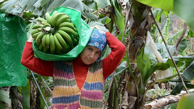 Muzda rekor fiyat üreticinin yüzünü güldürdü