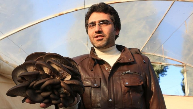 Mühendisliği bıraktı istiridye mantarı üretimine başladı