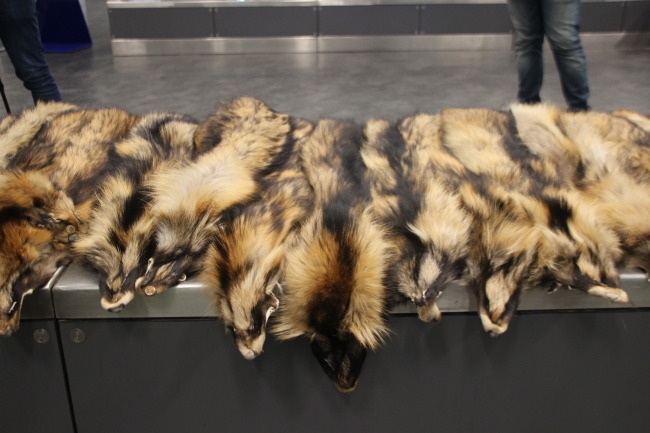 Atatürk Havalimanı'nda 50 bin liralık tilki kürkü ele geçirildi