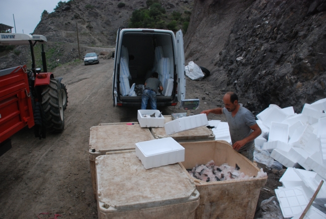 Tokat'ta yetiştiriliyor Avrupa'ya satılıyor