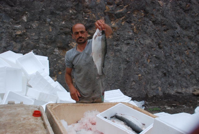 Tokat'ta yetiştiriliyor Avrupa'ya satılıyor