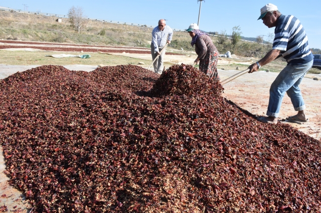 500 ton toz biber alıcısını bekliyor