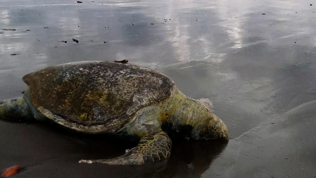 Guatemala'da onlarca kaplumbağa ve yunus ölü bulundu