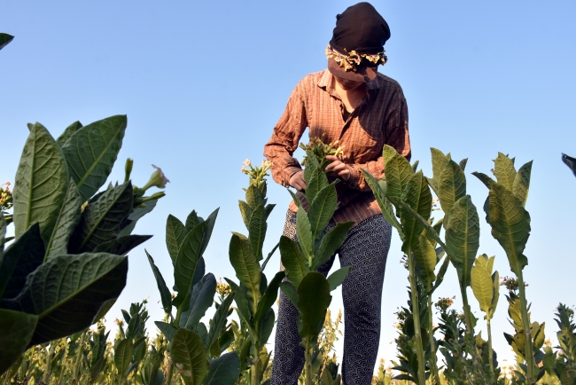 Muğlalı tütün çiftçilerine "okumuş evlat" desteği