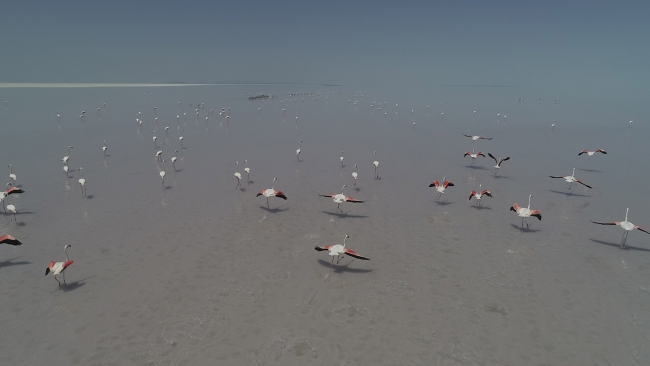 Tuz Gölü, 21 bin flamingoya ev sahipliği yapıyor