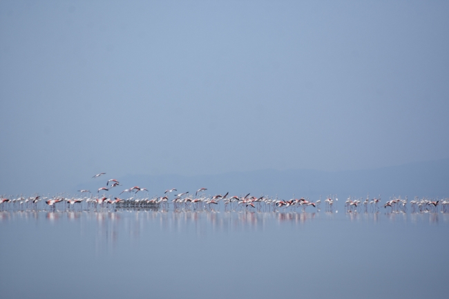 Tuz Gölü, 21 bin flamingoya ev sahipliği yapıyor
