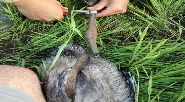 Doğadaki 100 tür için koruma eylem planı