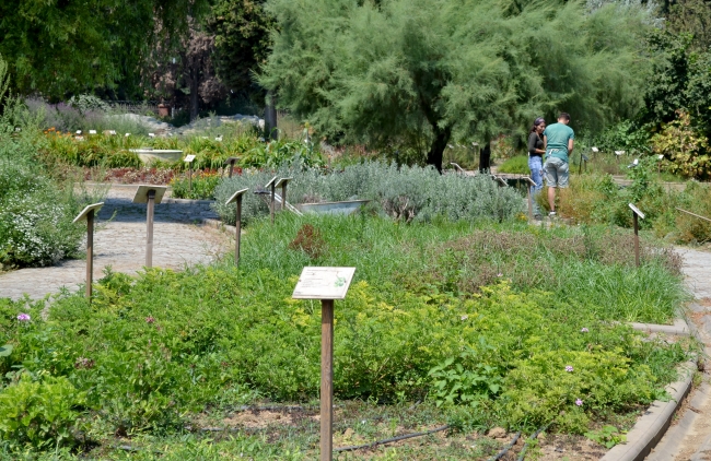 Zeytinburnu'ndaki tıbbi bitkiler bahçesi 700 türe ev sahipliği yapıyor