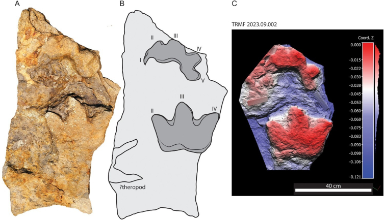 Kanada'da yeni bir zırhlı dinozor türü keşfedildi