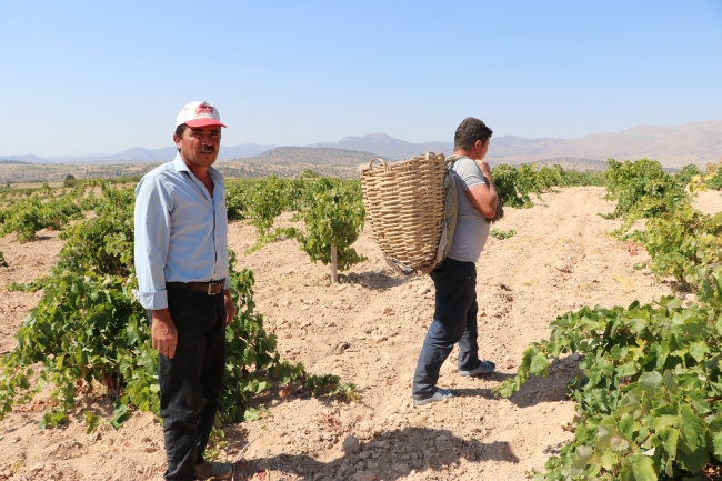 Ekşikara üzümü önemli bir gelir kaynağı oldu
