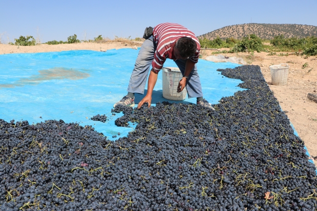 Ekşikara üzümü önemli bir gelir kaynağı oldu