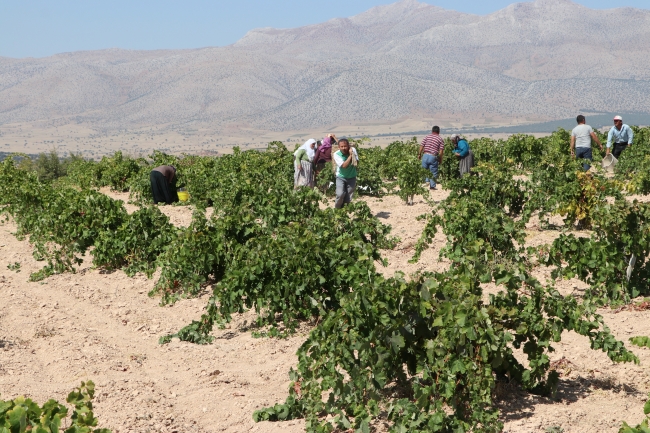 Ekşikara üzümü önemli bir gelir kaynağı oldu