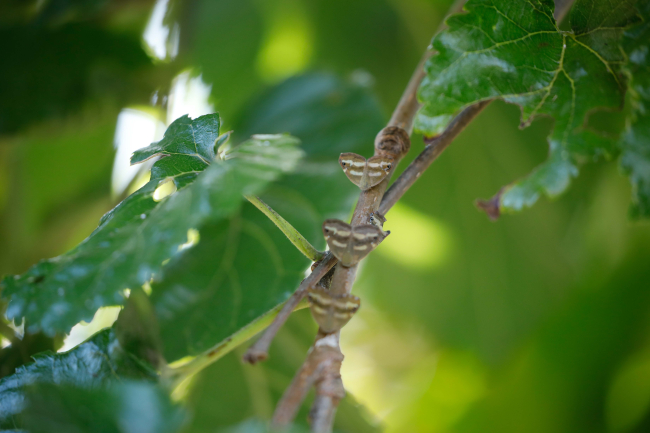 'Vampir Kelebek'ler mahalleliyi canından bezdirdi