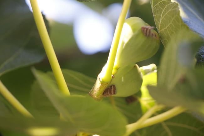 'Vampir Kelebek'ler mahalleliyi canından bezdirdi