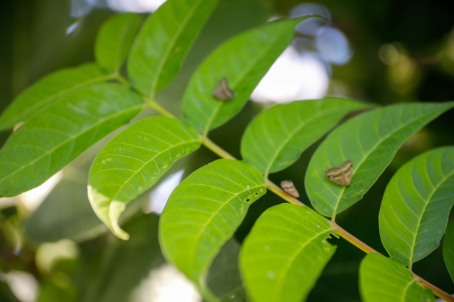 'Vampir Kelebek'ler mahalleliyi canından bezdirdi