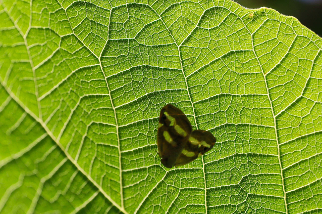 'Vampir Kelebek'ler mahalleliyi canından bezdirdi