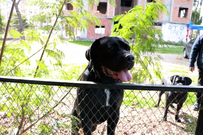 Salgın süreci kedilerin psikolojisini bozdu