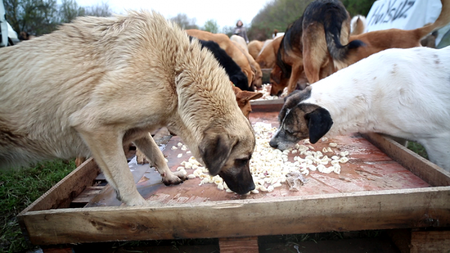 Köpeklerin yolunu gözlediği topluluk: Huysuz İhtiyar