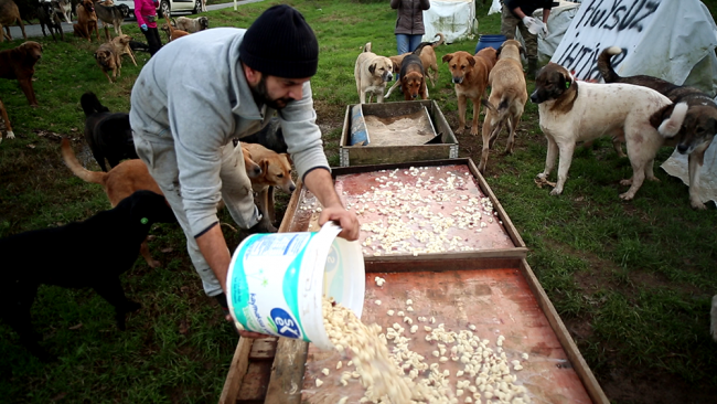 Köpeklerin yolunu gözlediği topluluk: Huysuz İhtiyar