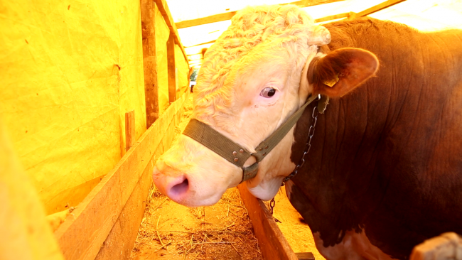 Kurban satıcılarının bayramı son gün başlıyor