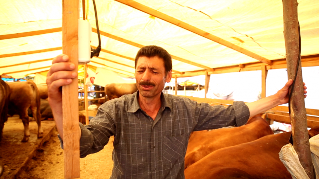 Kurban satıcılarının bayramı son gün başlıyor