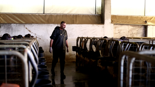 İstanbul'daki köylerin veterineri