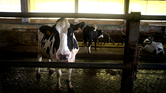 İstanbul'daki köylerin veterineri
