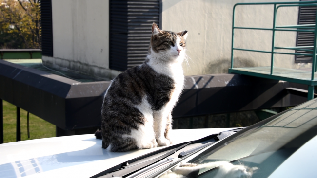 Minik dostlar için ilk yardım önerileri