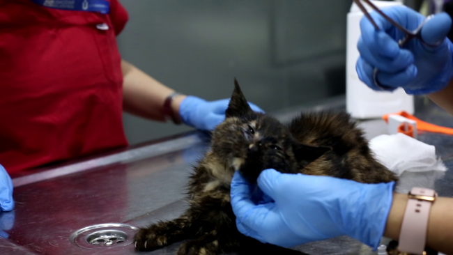 Minik dostlar için ilk yardım önerileri