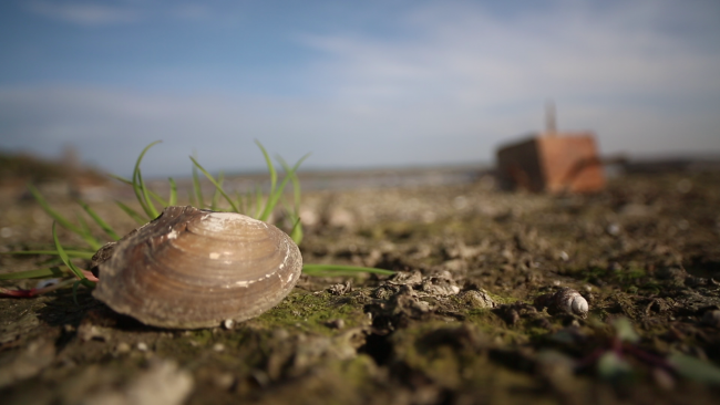"Cılız yağmur İstanbul'un su sorununa çare olamaz"
