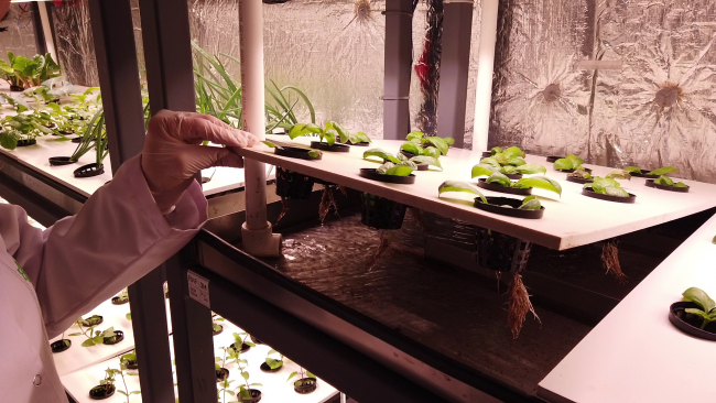 Tarlasız üretim: Dikey tarım