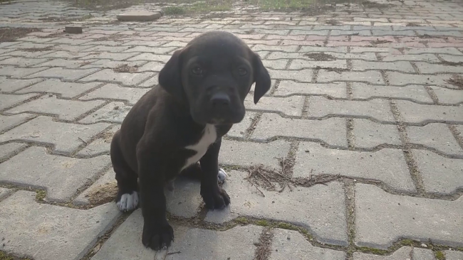 Polis köpek yavrusunu ekip otosunda ısıttı