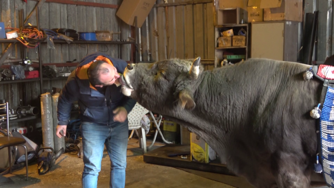 900 kiloluk boğasına tamirhanesinde bakıyor