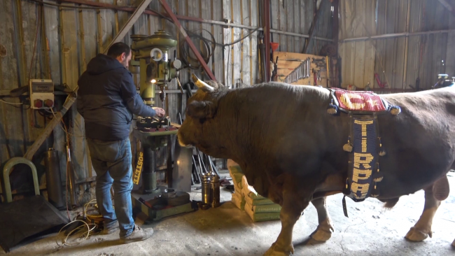 900 kiloluk boğasına tamirhanesinde bakıyor