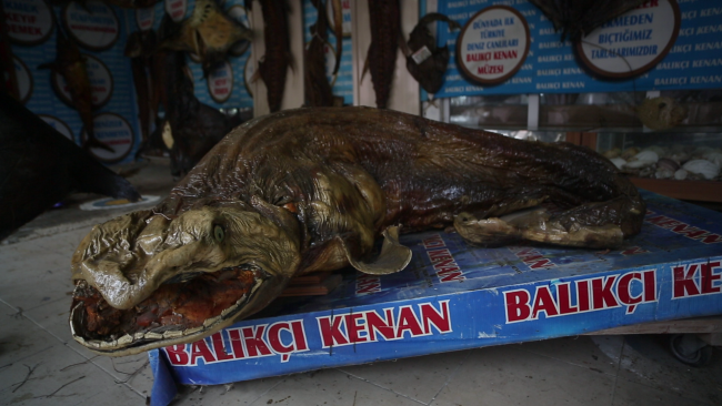 Balıkçıdan deniz canlıları müzesi