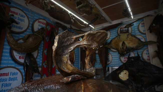 Balıkçıdan deniz canlıları müzesi