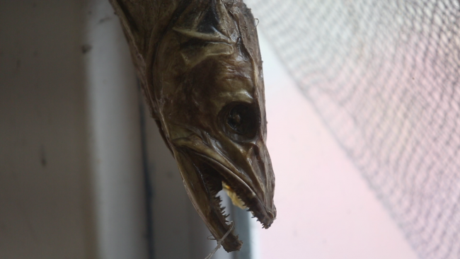 Balıkçıdan deniz canlıları müzesi