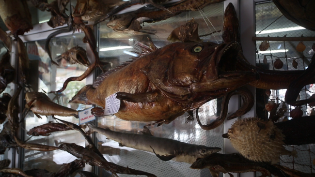 Balıkçıdan deniz canlıları müzesi