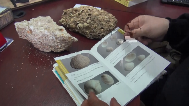 Muş'ta 12 milyon yıllık deniz canlıları fosili bulundu