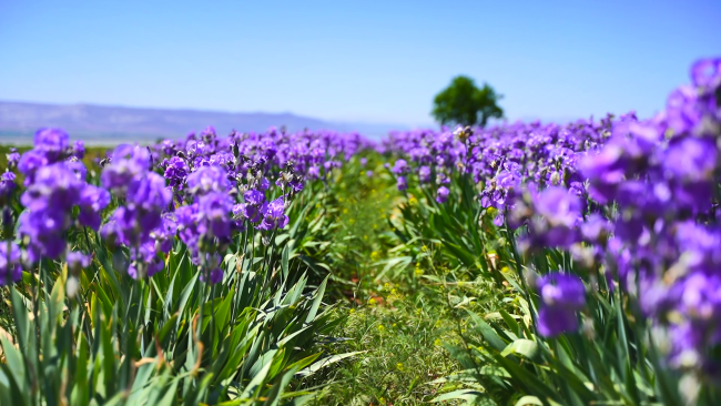 Isparta'da yağı kıymetli zambak bahçeleri mor renge büründü